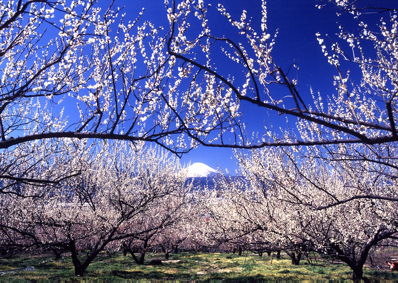花香梅 はちみつ梅干 スタンドパック