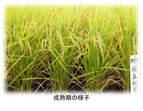 福島県が14年の歳月をかけた新品種「福、笑い」/ 精米