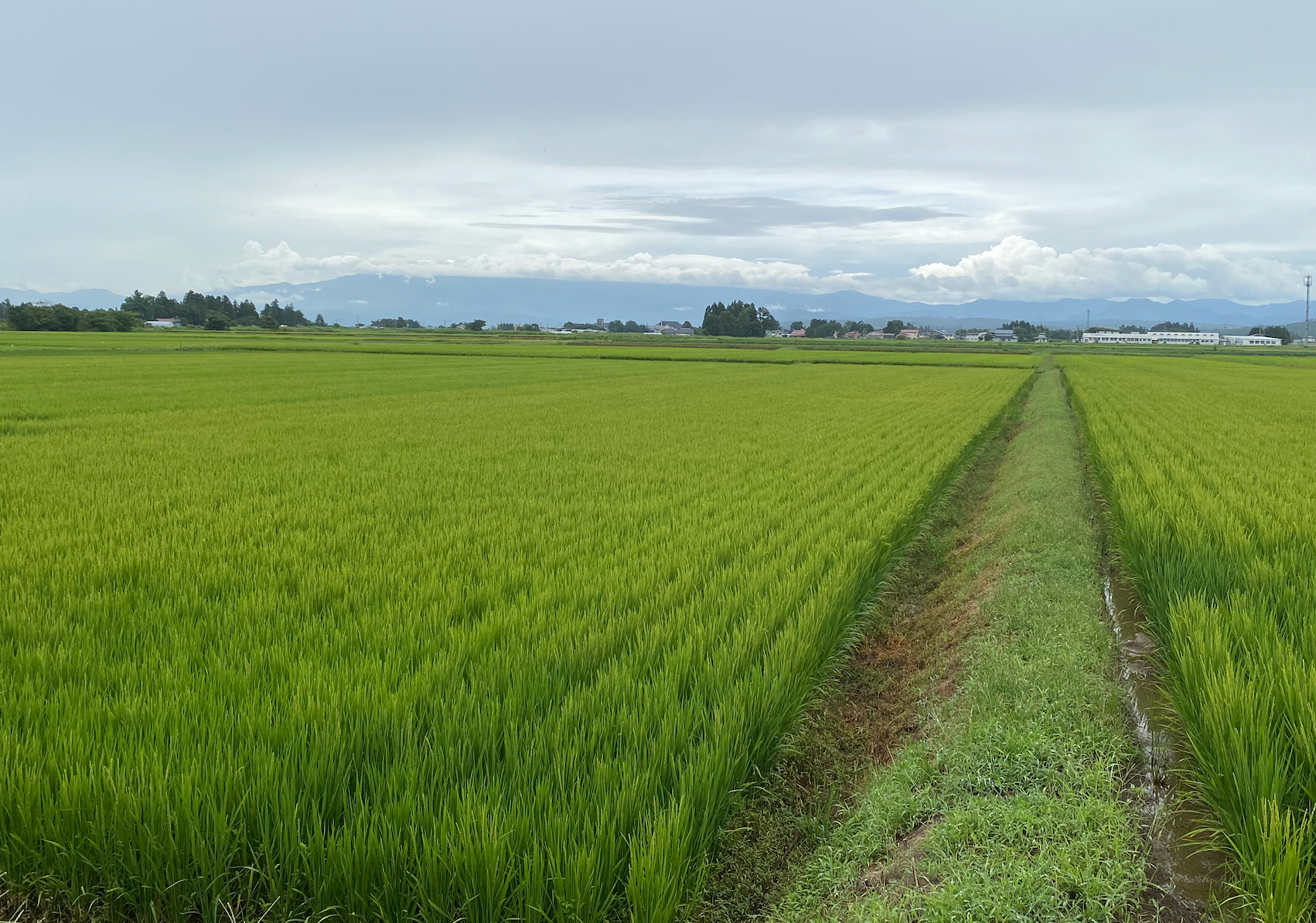 山形県川西町産 荒井農園のつや姫 / 精米