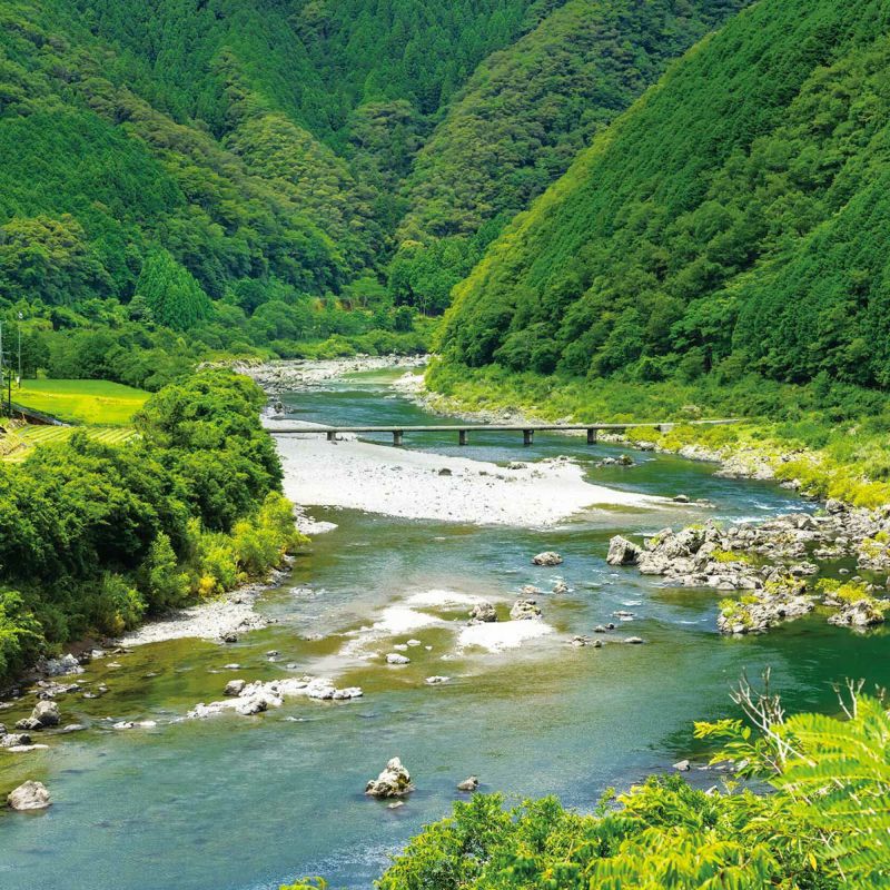 関係者しか味わえない幻の四万十川天然うなぎ 白焼き(有頭)