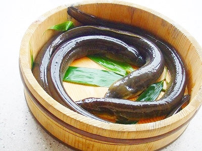 関係者しか味わえない幻の四万十川天然うなぎ 白焼き(有頭)