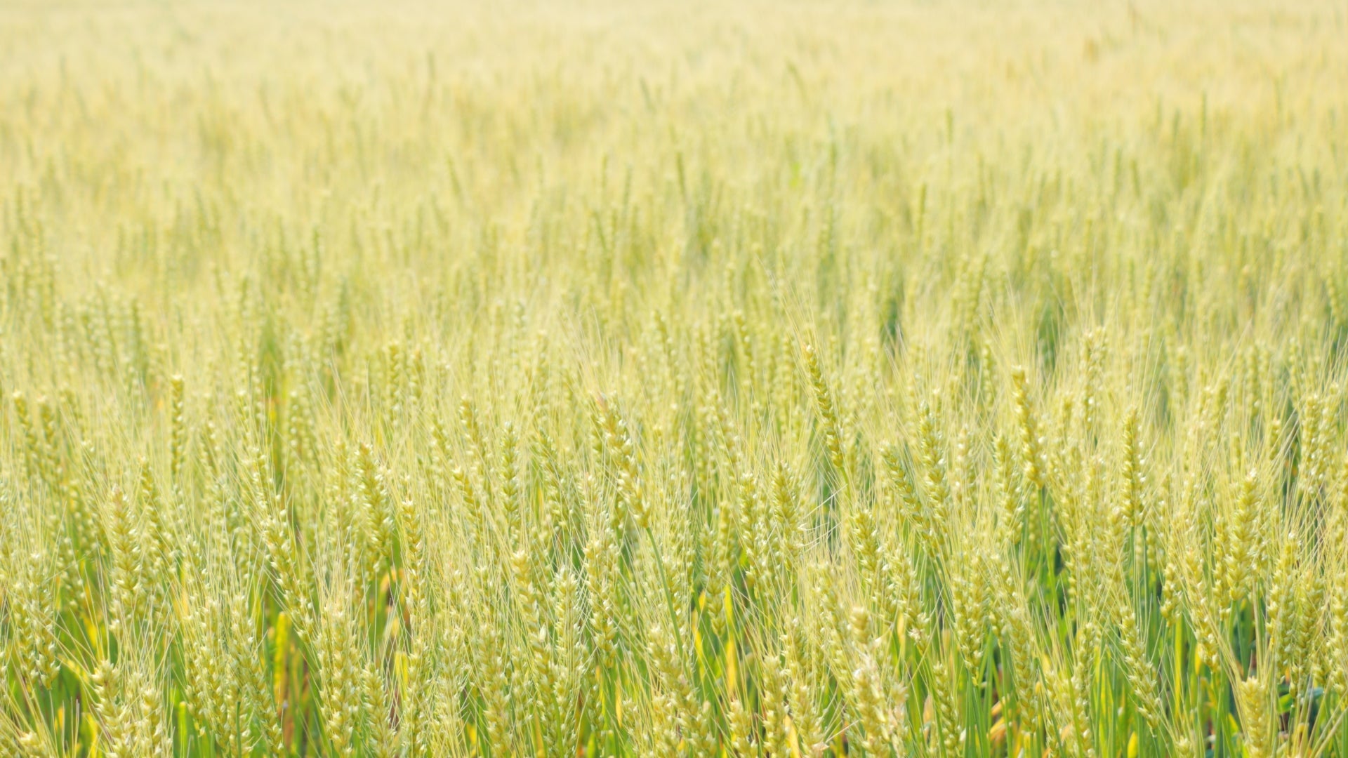 テレビで紹介されました！