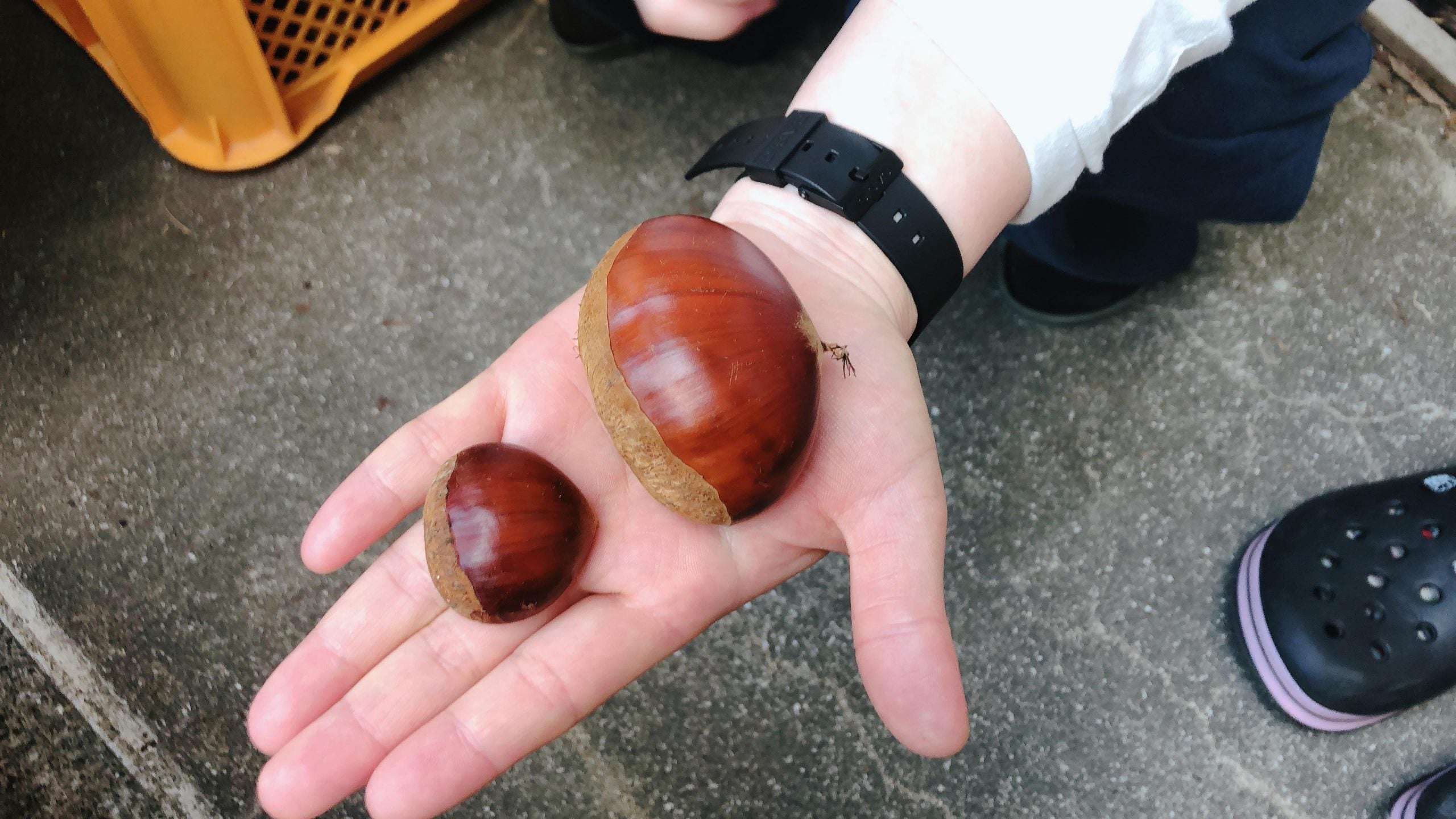 売り切れ必須の幻の栗から生まれたこだわりスイーツ！　四万十栗とお芋のお菓子詰合せ 山盛りセット