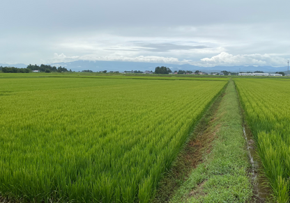 山形県川西町産　荒井農園のつや姫 / 精米