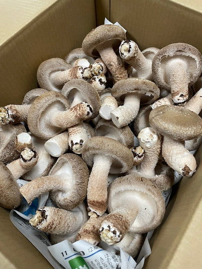 【お得用】不揃い 原木しいたけ 1kg ― 形は違えど、旨みは極上。