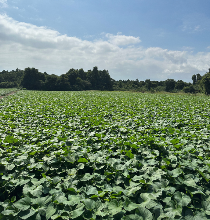 蜜が溶けだす濃厚食感！” 幻の紅はるか”（数量限定）｜しんあい農園